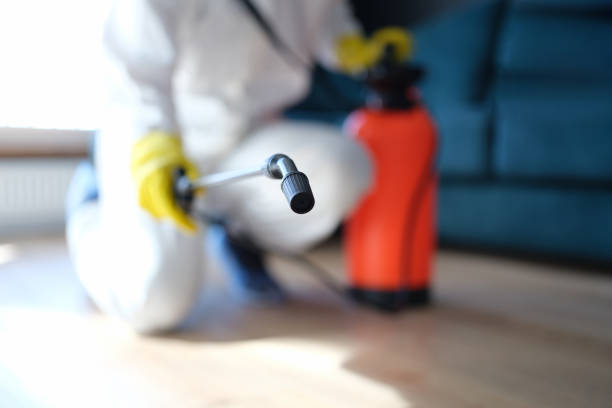 Mold Odor Removal Services in Hokes Bluff, AL